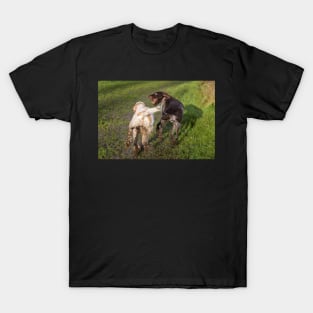 You Shall Not Pass Spinone T-Shirt